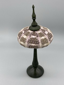 A sea urchin mounted in a sycamore stand.